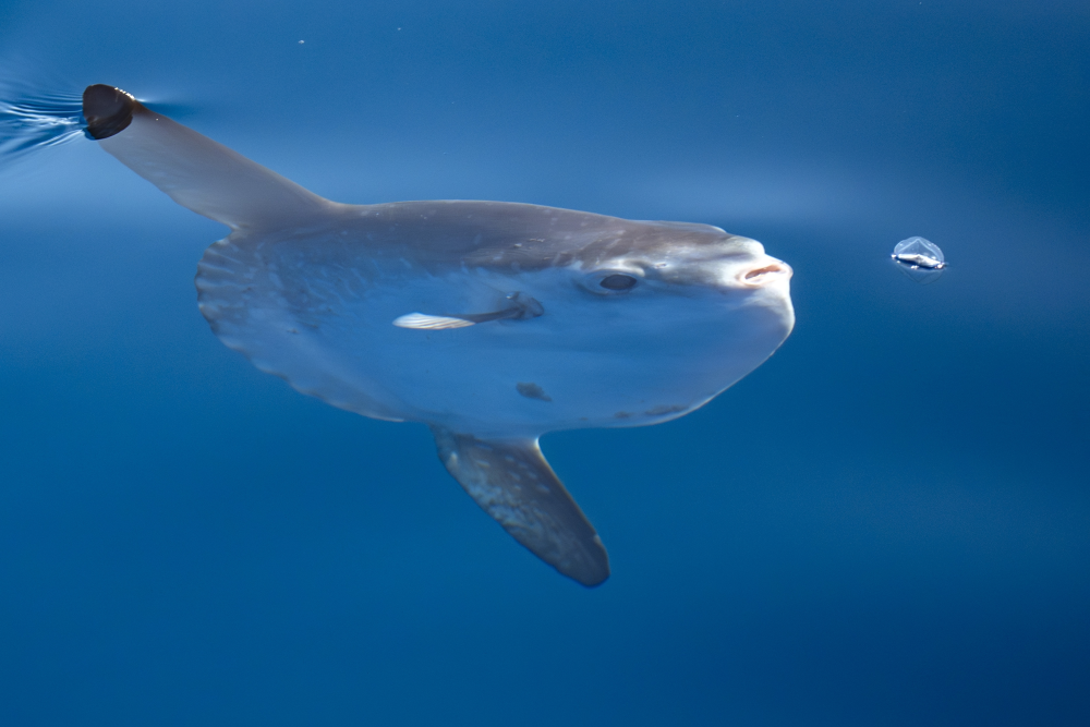 a mola mola approaching a siphonophore on the coean surface a mola mola approaching a siphonophore on the coean surface